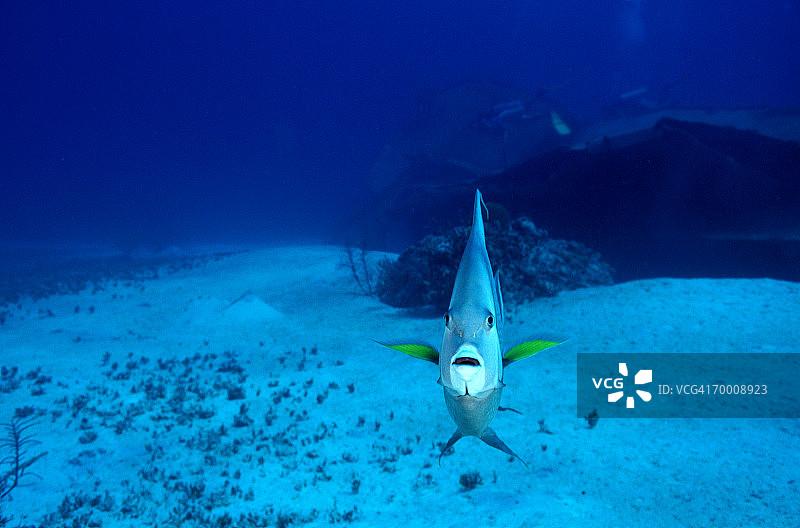 灰神仙鱼图片素材