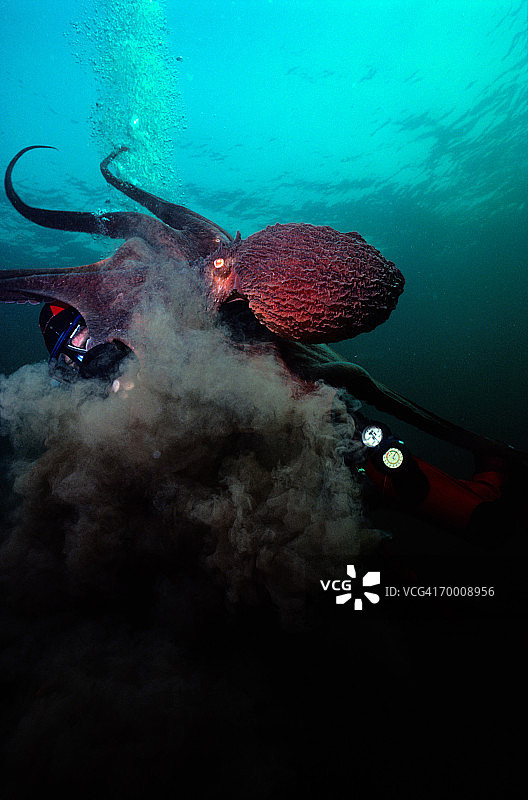 章鱼在加拿大不列颠哥伦比亚省喷墨图片素材