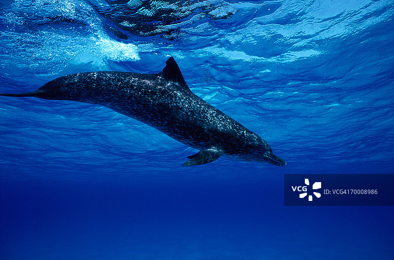 大西洋斑点海豚，巴哈马图片素材