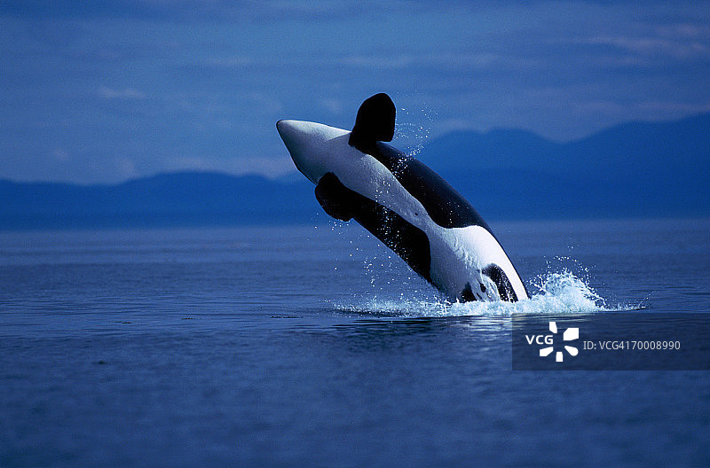 跃出水面的逆戟鲸，美国华盛顿图片素材