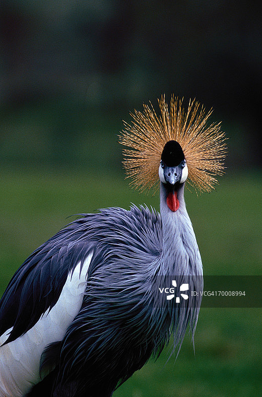 非洲冕鹤特写图片素材