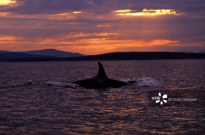 逆戟鲸（虎鲸）浮出水面，美国华盛顿州，日落图片素材