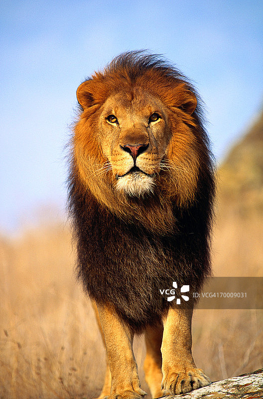 非洲狮（Panthera leo）特写，美国加利福尼亚州萨利纳斯图片素材