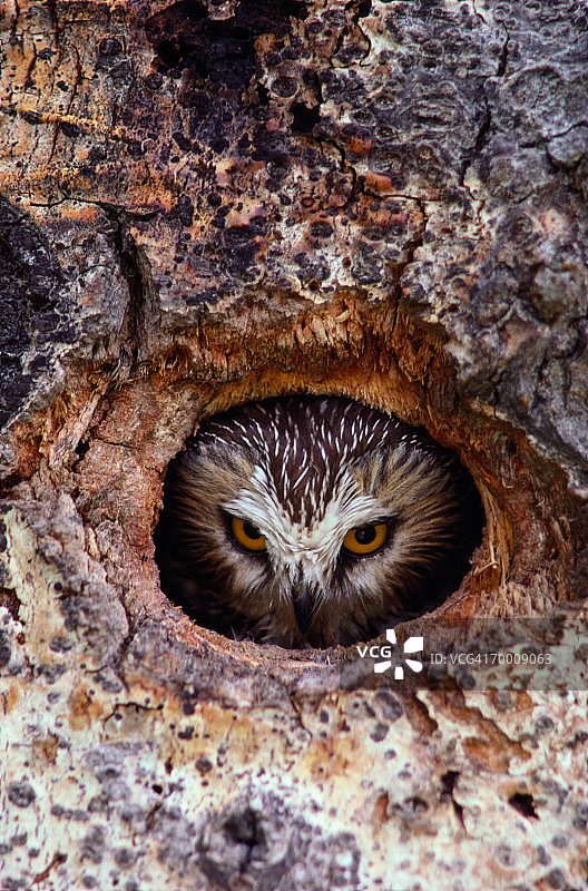 巢穴中的北部锯鳾鸮图片素材