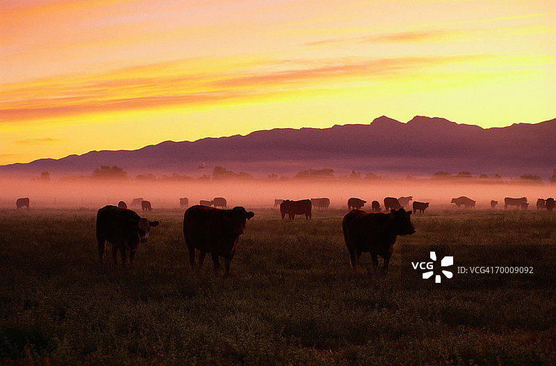 黎明时分在牧场吃草的牛图片素材