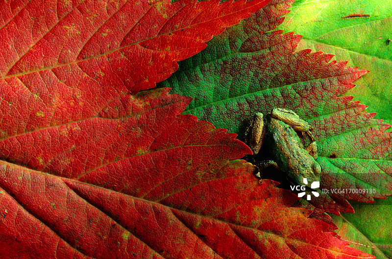 枫叶上的太平洋树蛙图片素材