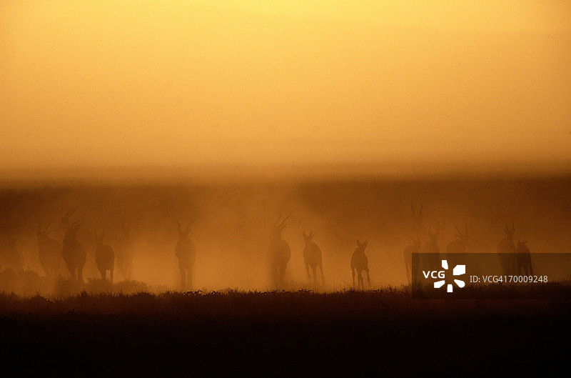 扬起尘土的非洲大羚羊群（旋角羚），坦桑尼亚图片素材