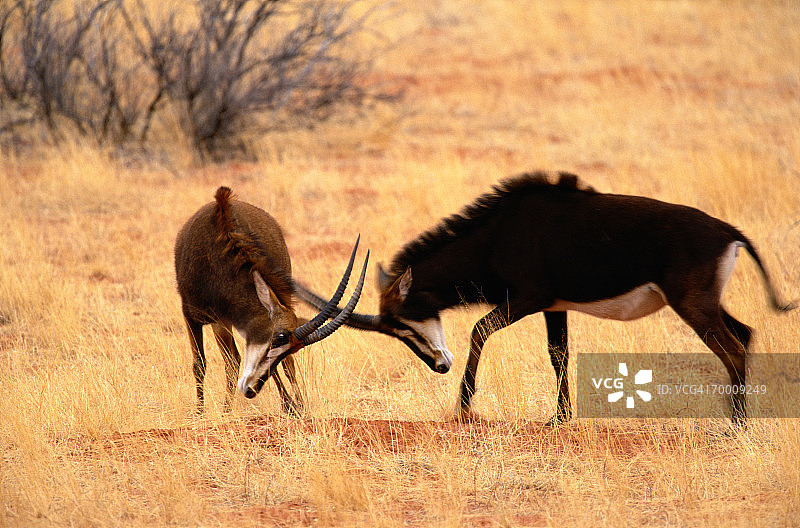 黑貂羚（Hippotragus niger）在南非争斗图片素材