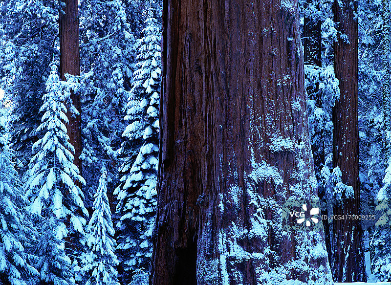 美国，冬季巨杉特写图片素材