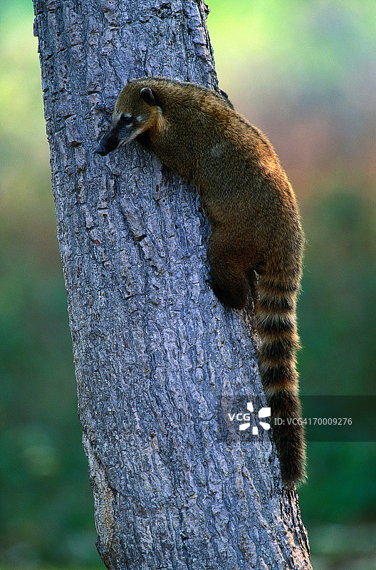 巴西潘塔纳尔的南美浣熊图片素材