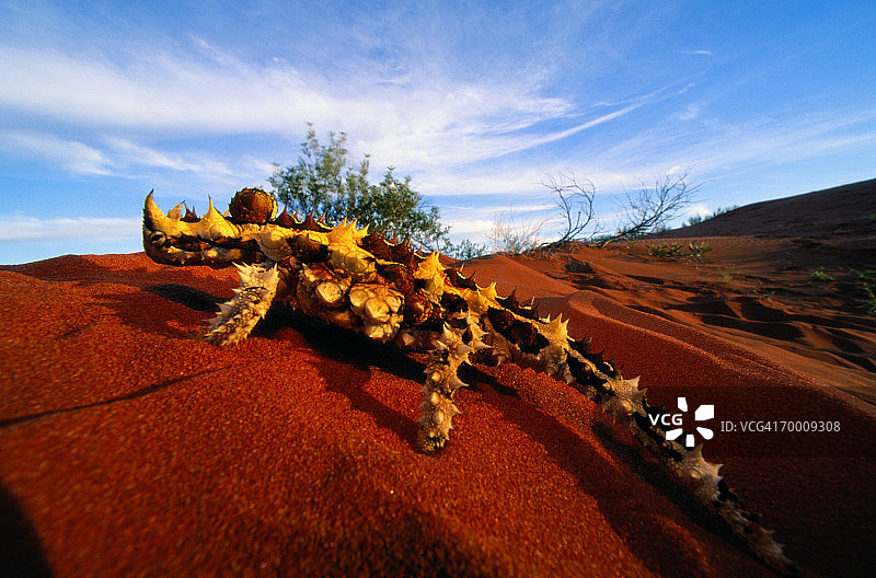 澳洲魔蜥特写图片素材