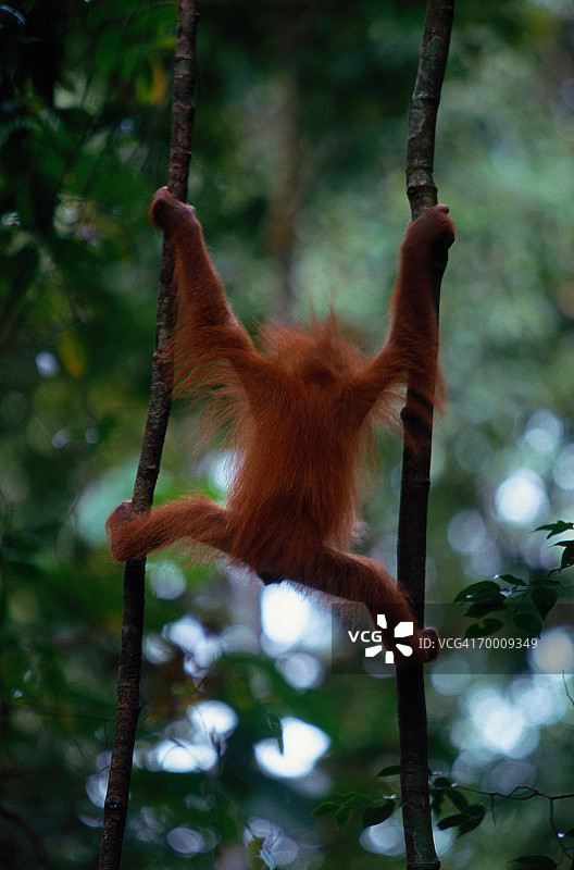 年轻的苏门答腊猩猩（Pongo pongo abelii），印度尼西亚，后视图图片素材