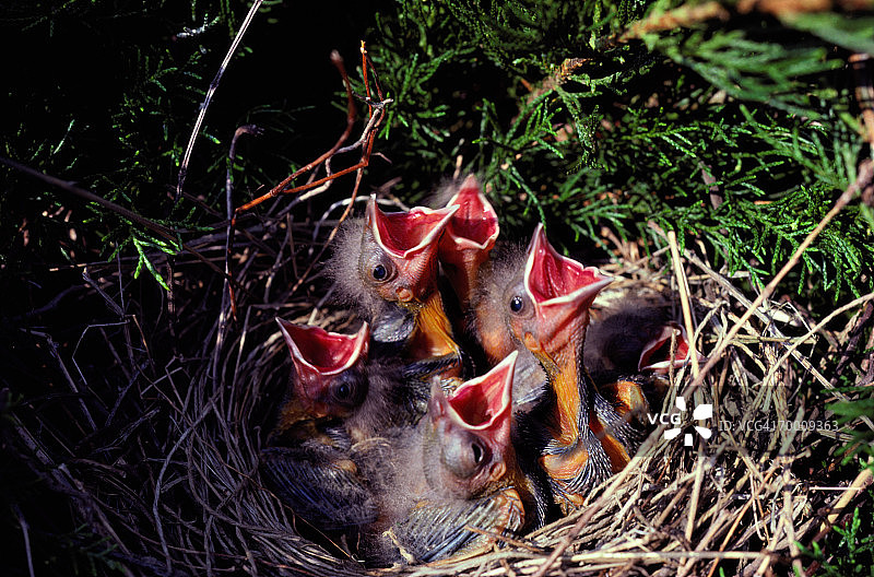 幼年乌鸫图片素材