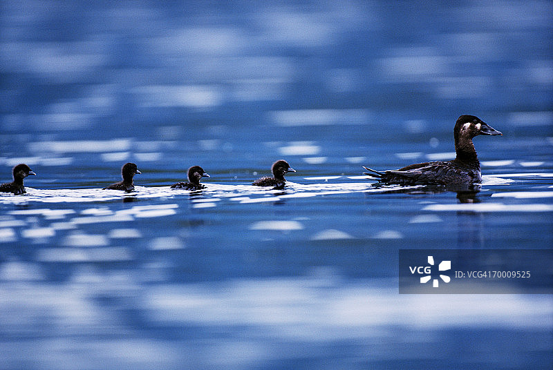 斑头秋沙鸭和雏鸭，美国图片素材