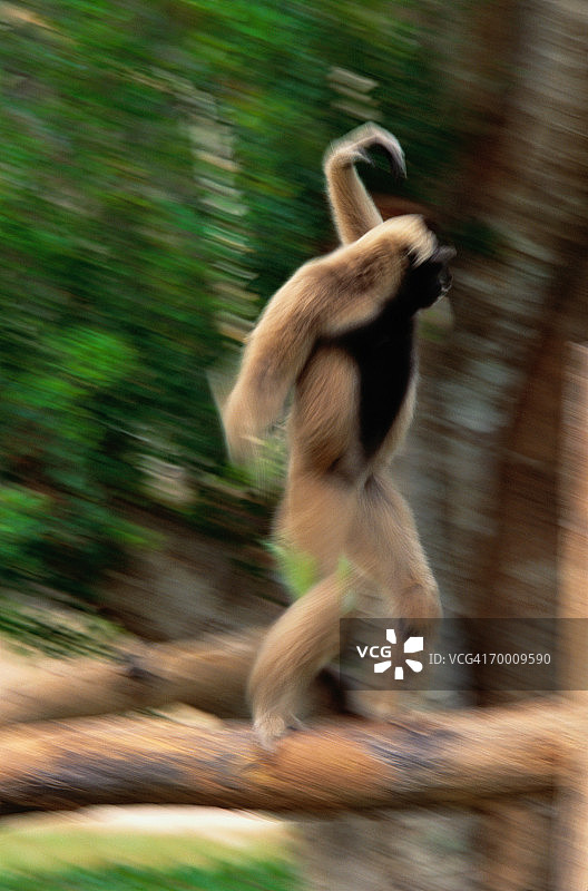 戴帽长臂猿（模糊效果）图片素材