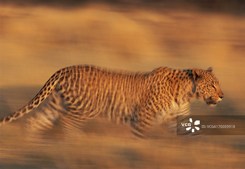 纳米比亚行走中的豹（动态模糊）图片素材