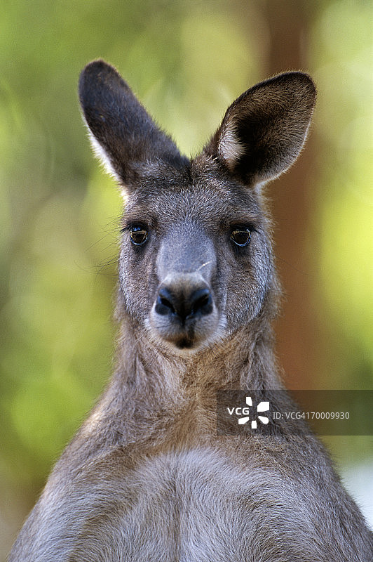 大袋鼠，澳大利亚，特写图片素材