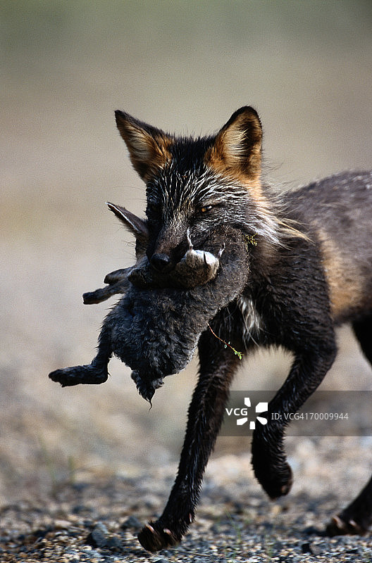 北极狐（Alopex lagopus）携带野兔和旅鼠，阿拉斯加，美国图片素材