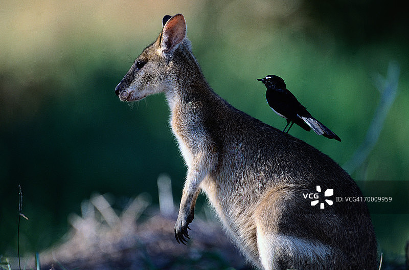 敏捷袋鼠与澳洲鹊鸲，澳大利亚图片素材