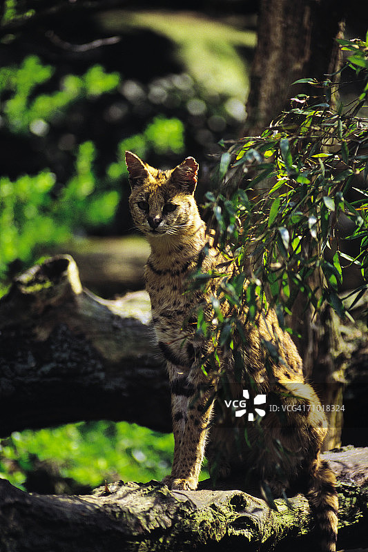 麝香猫图片素材