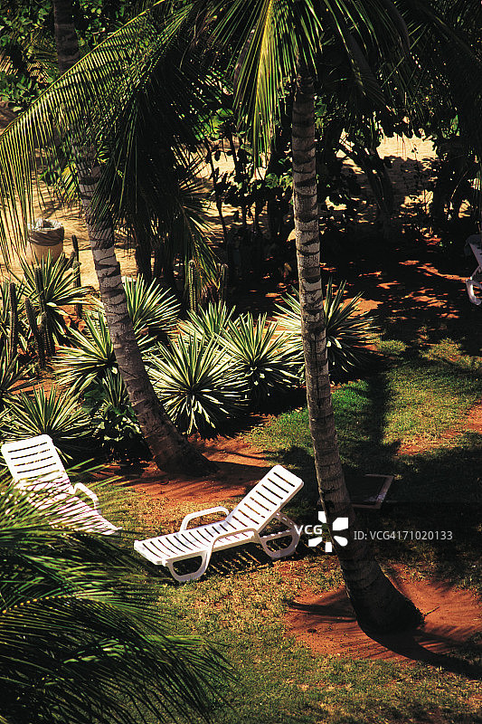 棕榈树花园图片素材