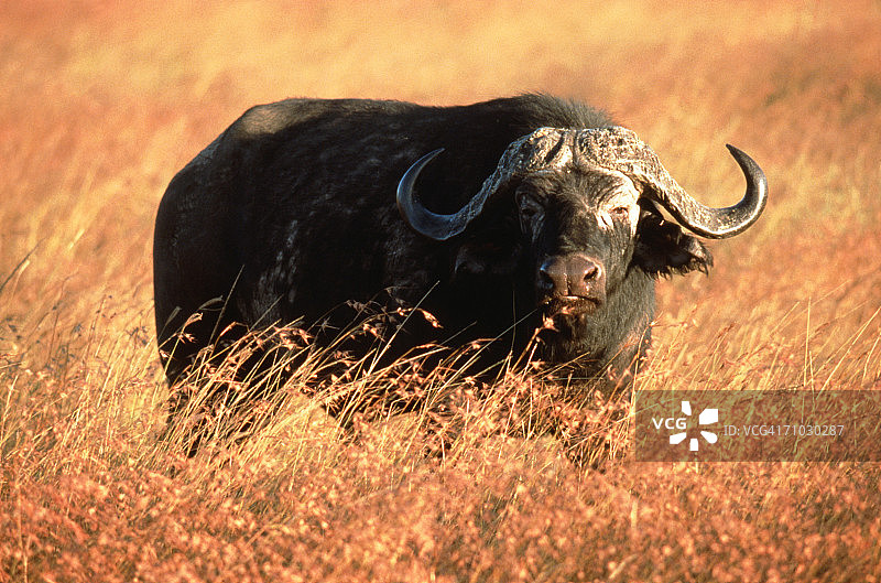 萨瓦纳草原上的水牛特写图片素材