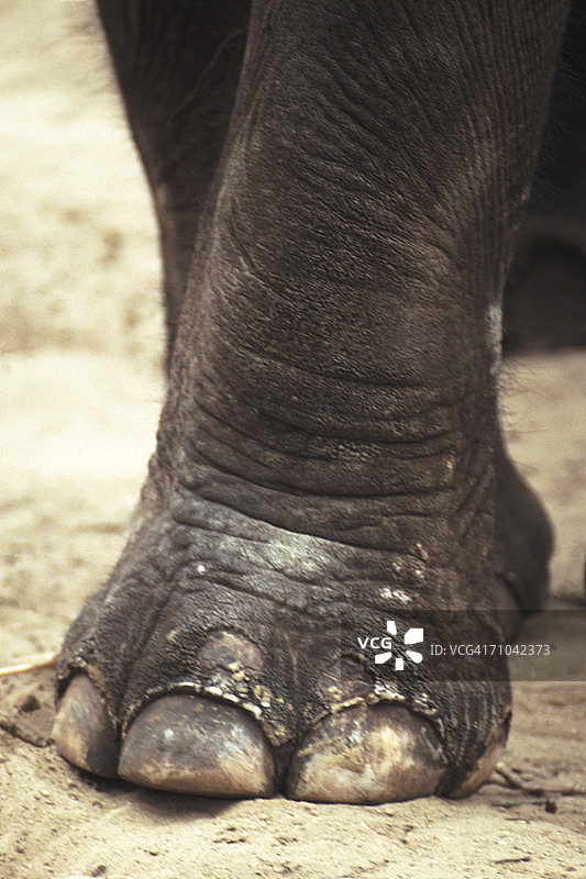 大象的脚图片素材
