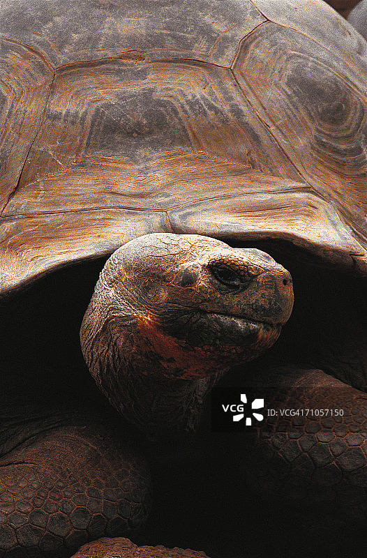 加拉帕戈斯象龟图片素材