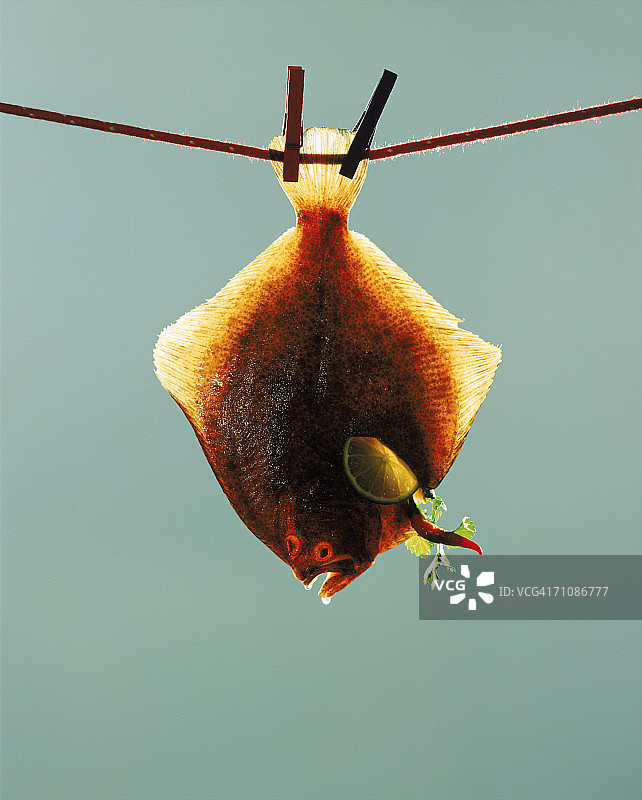 挂在绳子上的比目鱼特写图片素材