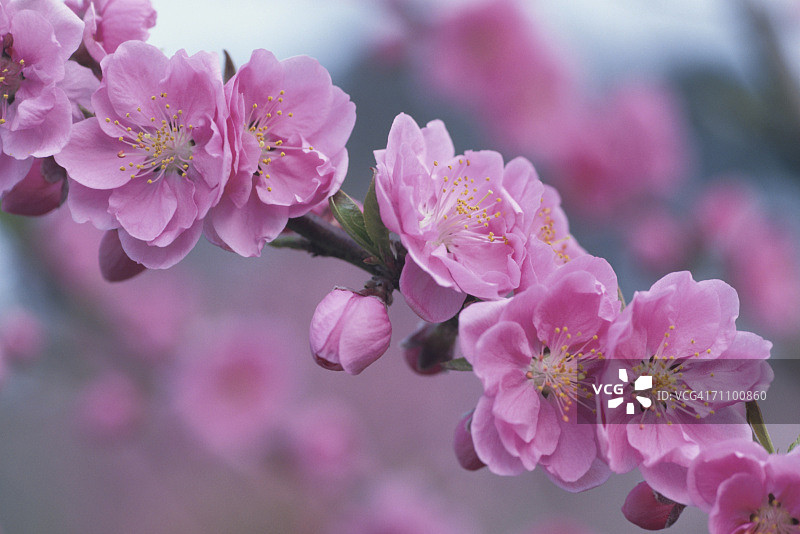 日本埼玉县越谷市桃树枝头花朵特写图片素材