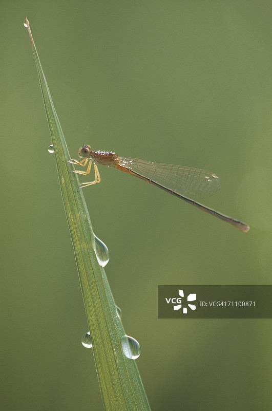 日本本州埼玉县越谷市树叶上的豆娘特写图片素材