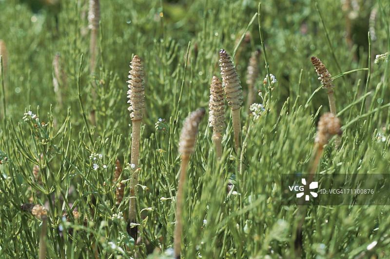 日本本州埼玉县越谷市：田野里的问荆花图片素材