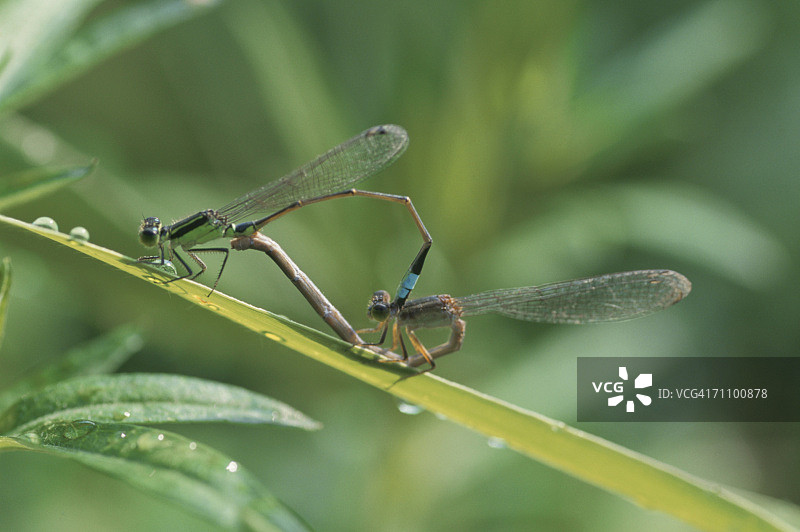 日本埼玉县越谷市，豆娘交配特写图片素材