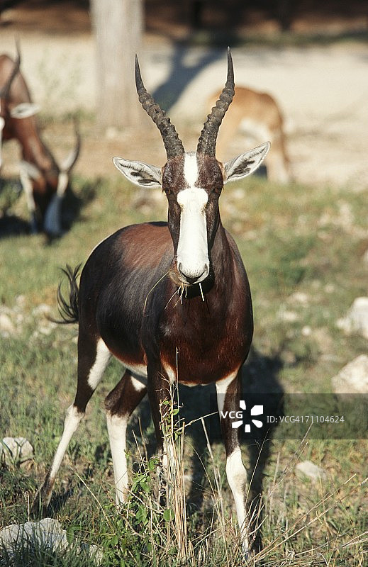 正在吃草的南非大羚羊肖像图片素材