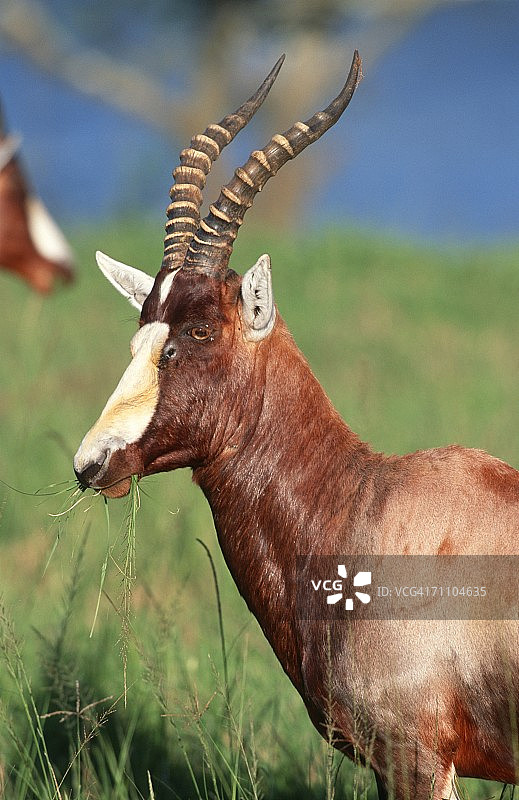 白面狷羚吃草的肖像图片素材