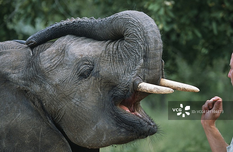 正在接受救助的非洲象孤儿图片素材