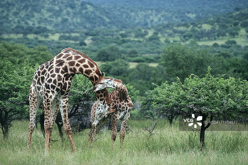 长颈鹿母子站在茂盛的绿色丛林中图片素材