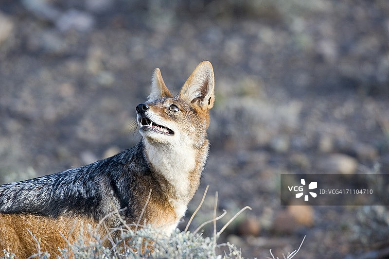 黑背胡狼图片素材