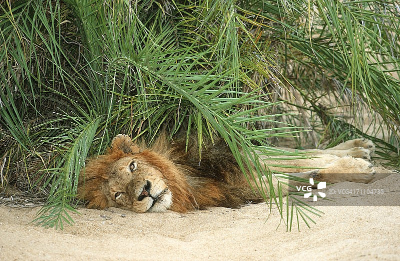 狮子在灌木下休息图片素材