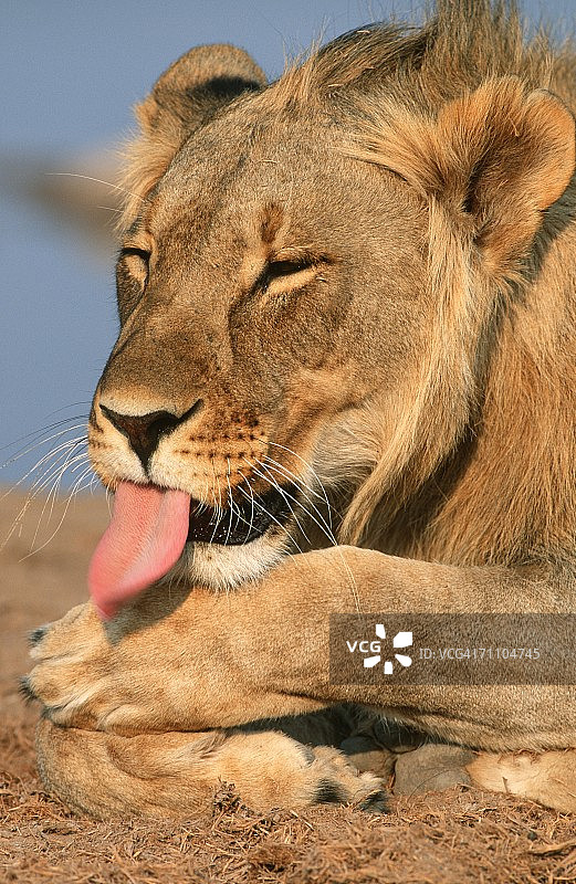 舔爪的雄性幼狮肖像图片素材