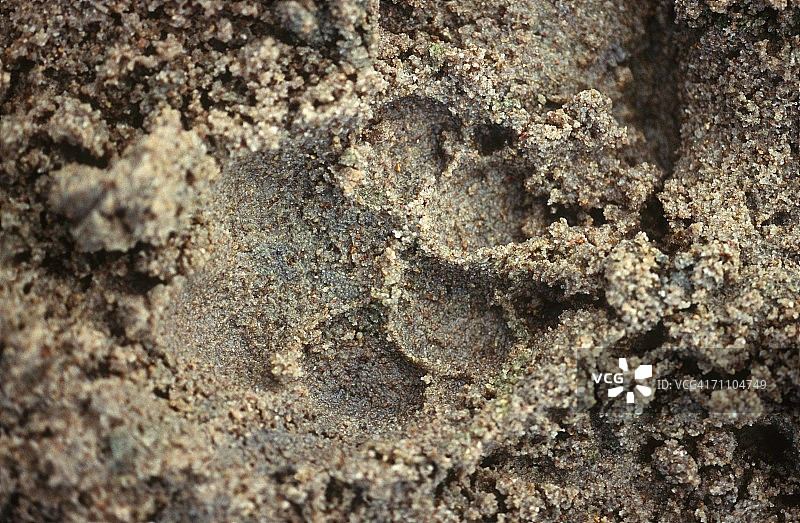 湿沙中的狮子足迹特写图片素材