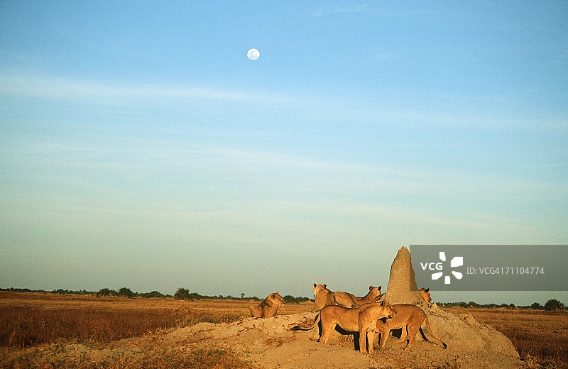 在白蚁丘上的狮群图片素材