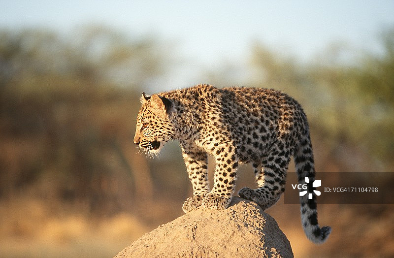 站在白蚁丘上的豹幼崽图片素材