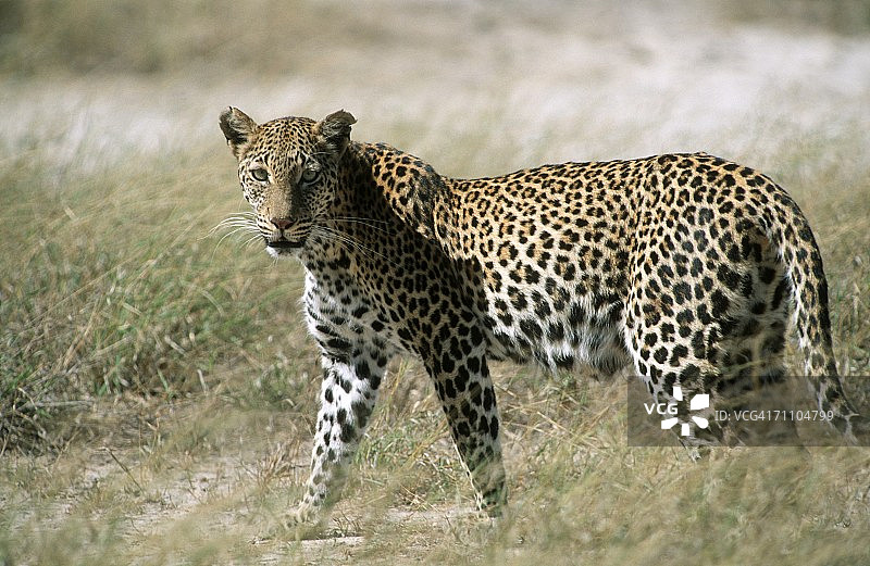 灌木丛中豹（Panthera pardus）的肖像图片素材