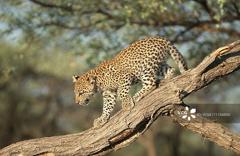 在树枝上行走的豹（Panthera pardus）幼崽图片素材