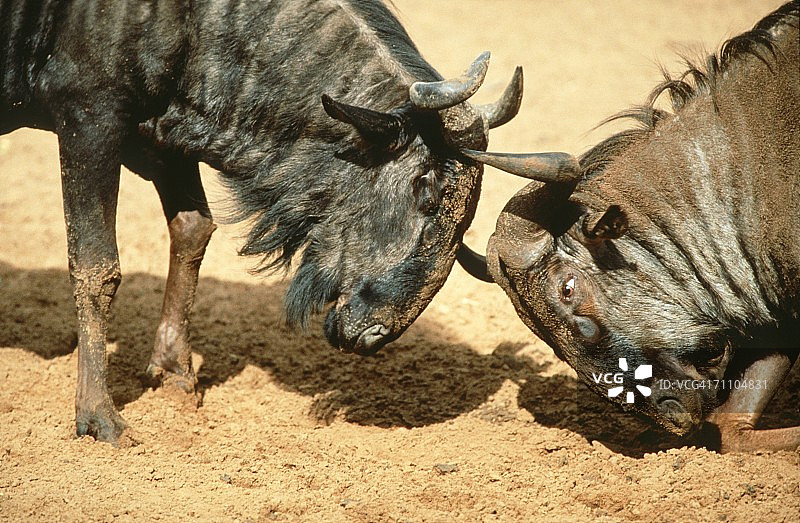 两只蓝色角马（牛羚）互 sparring图片素材