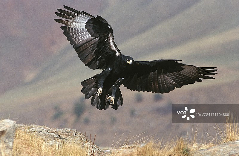 着陆的Verreaux（黑色）鹰（Aquila verreauxii）肖像图片素材