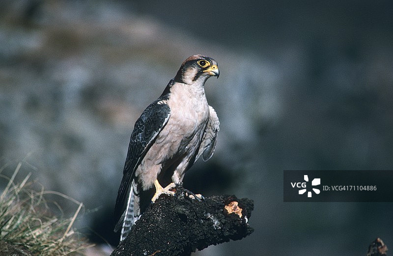 栖息在树桩上的猎隼图片素材