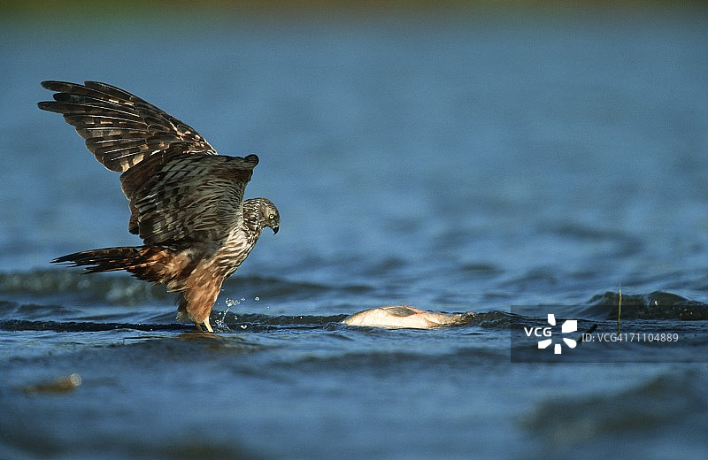 在水中捕猎的非洲沼泽鹞图片素材