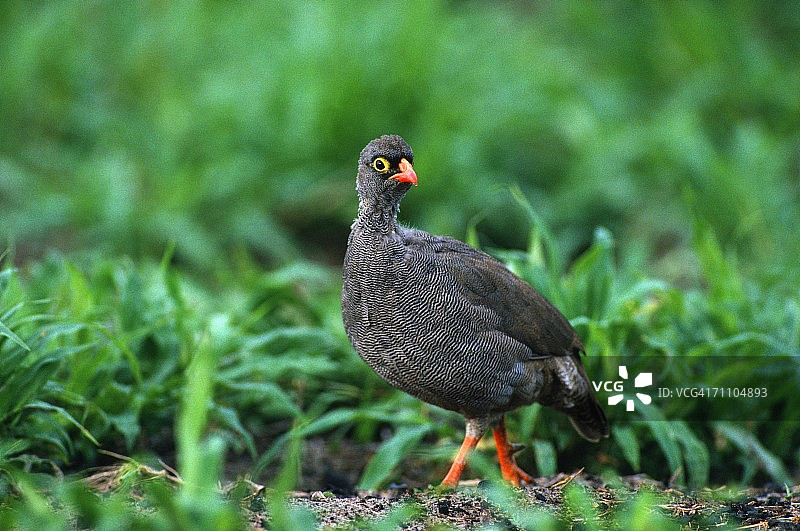 灌木丛中绿草地上的红嘴鹧鸪图片素材